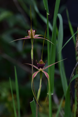 Native Australian Spider Orchid