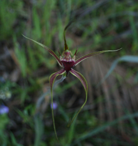 Native Australian Spider Orchid