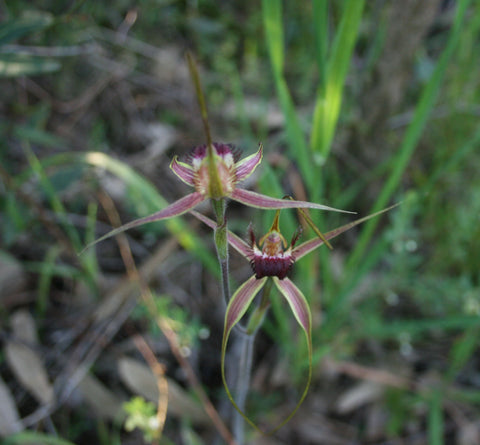 Native Australian Spider Orchid