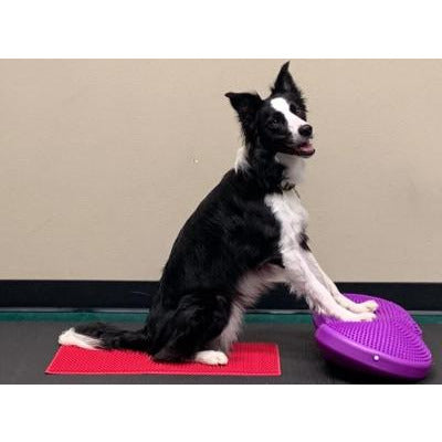 Flexiness Dog Training Sensimats Free Shipping Dog Agility