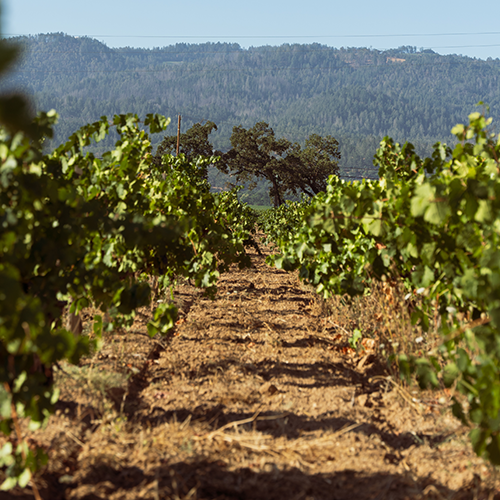 The Vineyard in Calistoga