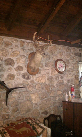 Deer Head in Cabin