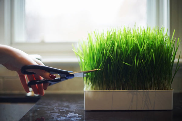 harvesting your wheatgrass and microgreens