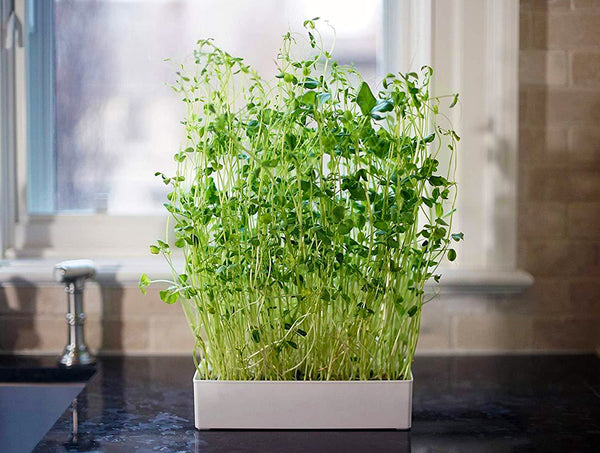 indoor-garden-kit-microgreen-kit-salad-kit-salad-mix-gift-salad-gift-housewarming-gift-urban-minimalist-microgreens-taste-healthy