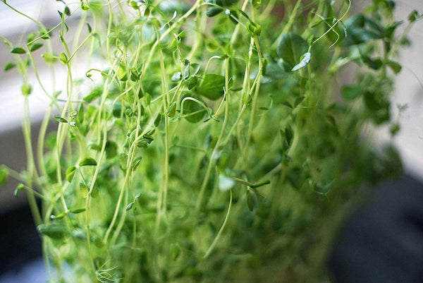 microgreens-salad-kit-indoor-garden-salad-starter-kit-grow-your-own-greens-urban-minimalist