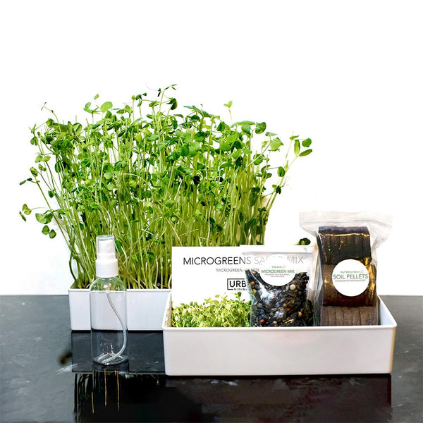 Salad-blend-microgreens-set-urban-minimalist-how-to-grow-microgreens-home-indoor-garden-uminimalist.com-micro-greens-salad-recipe