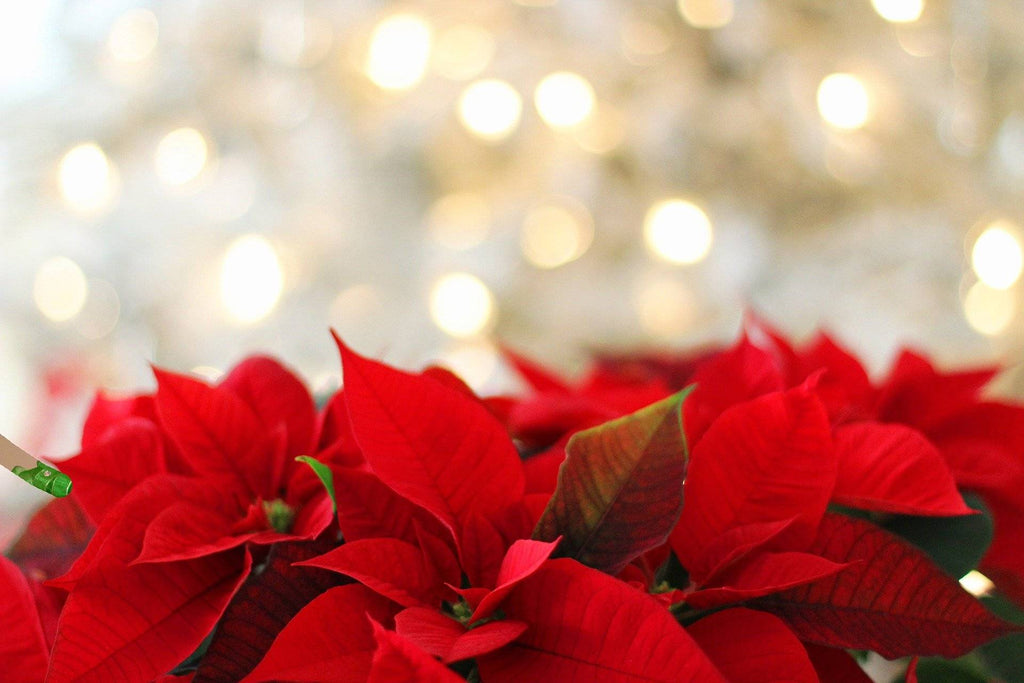 Stella Di Natale Ha Bisogno Di Luce.Stella Di Natale Poinsettia Trattamento E Cura