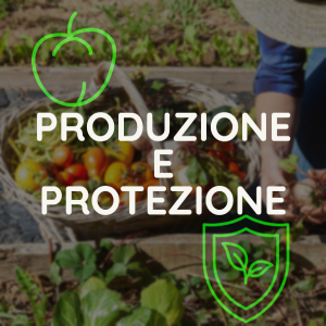 Olio di neem nutrizione: produzione e protezione per l'orto