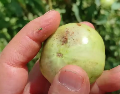 Danni sul pomodoro da attacco da cimice asiatica verde fitokem difesapiante piergiorgio ceccarelli