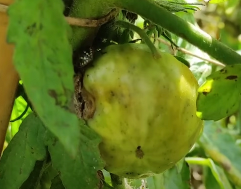 Attacco su pomodoro cimice nera verde asiatica risolvere con prodotti bio fitokem difesapiante natura e bellezza