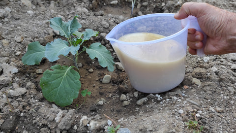 neem nutrizione radicale annafiare piante con neem piergiorgio ceccarelli natura e bellezza difesapiante fitokem