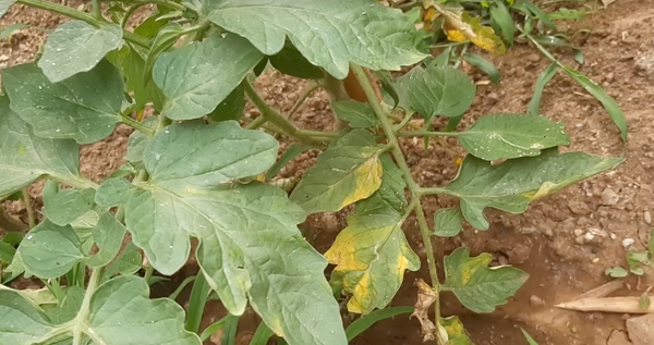 Pianta di pomodoro malata peronospora pomodoro soluzioni