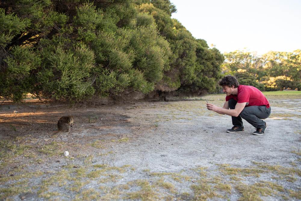 how to approach for a quokka selfie