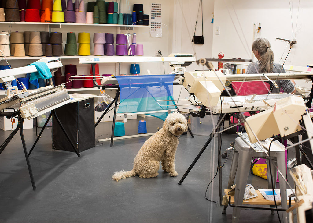 Goldendoodle in the Golightly Cashmere artisan knitting studio in Santa Fe New Mexico