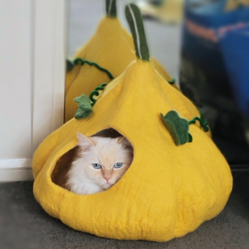Red-feathered Ragdoll cat is sitting in the yellow Squash Cat cave by Queenie's Pawprints and looking straight into the camera