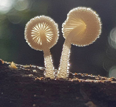 coprinellus diseminatus small mushrooms