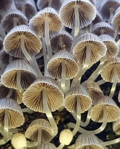 coprinellus diseminatus fungi inspiration