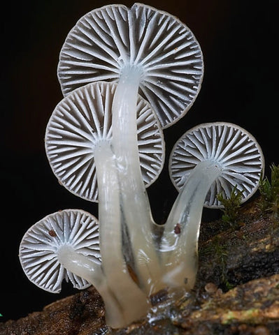 Most beautiful white mushrooms