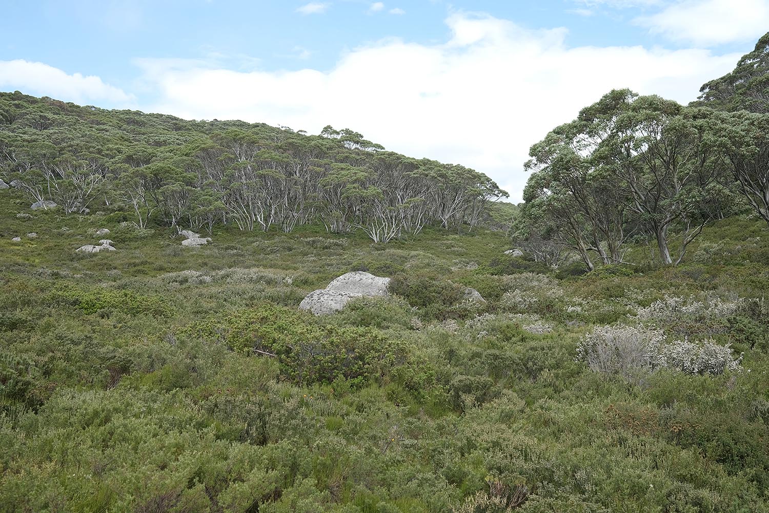 Baw Baw National Park, Victoria, Australia