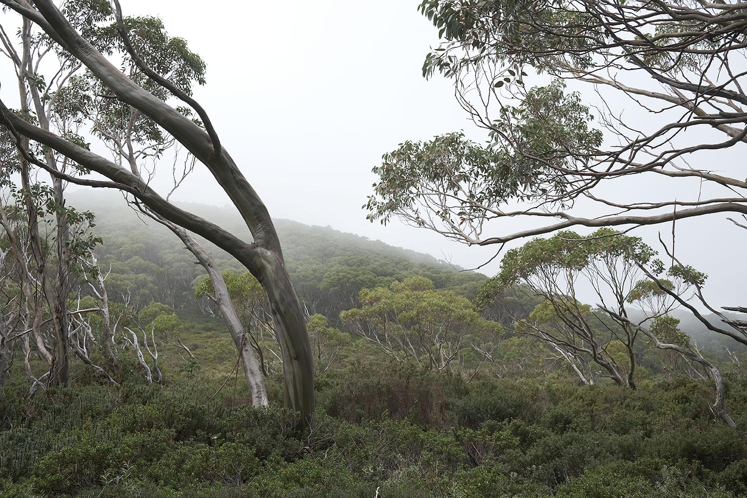 Clouds moving up the hill and covering the landscape. High Country, Victoria, Australia.