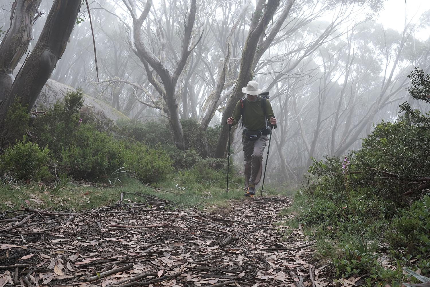 Hiker walking through a forest in the clouds. Baw Baw National Park, Victoria, Australia.