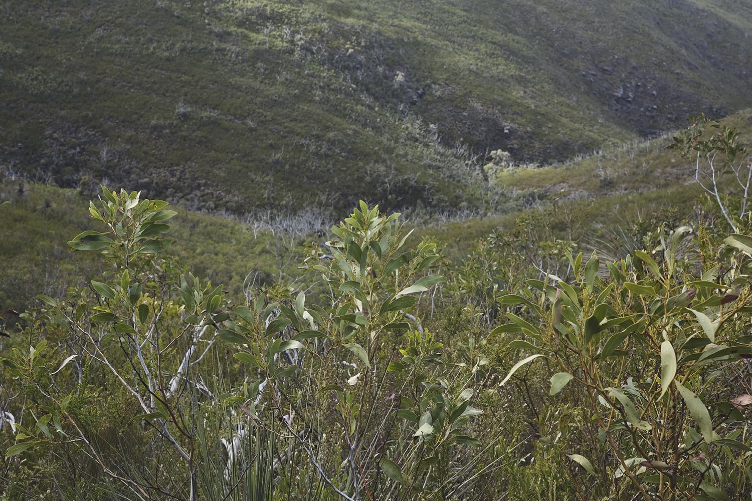 Coastal hinterland along the Heysen Trail