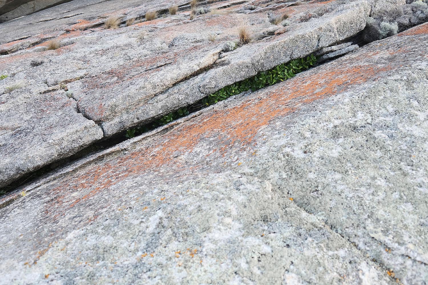 Vegetation growing in crack of rock at the Australian mainland South Point