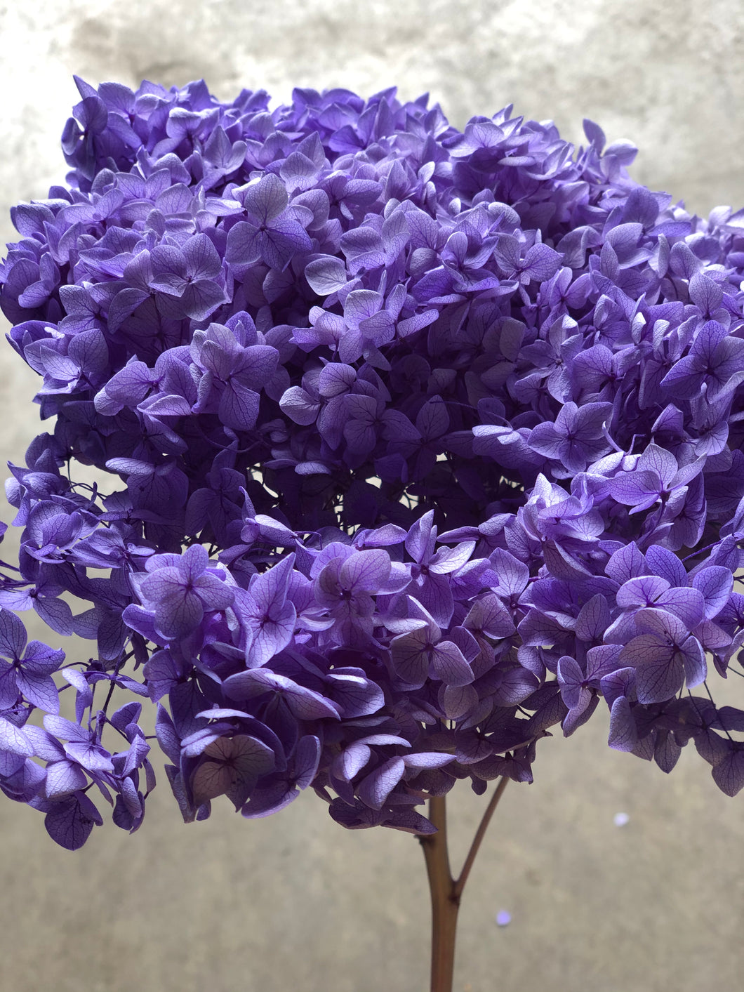Hydrangea (preserved) 20cm - Violet - Market Blooms
