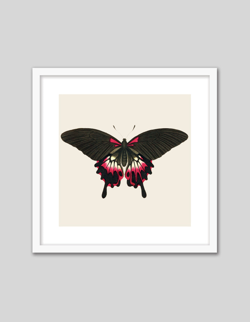 gothic butterfly