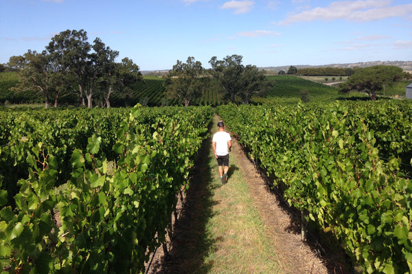 Michael Downer walking in a vineyard.