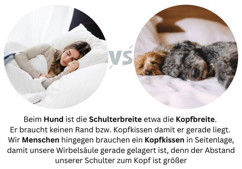 Afghanische Windhunde brauchen keinen Rand beim Hundebett