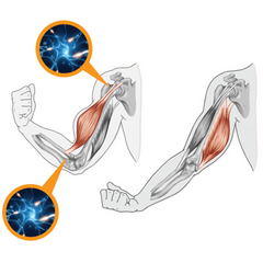 muscle nerves system