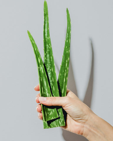 aloe leaves