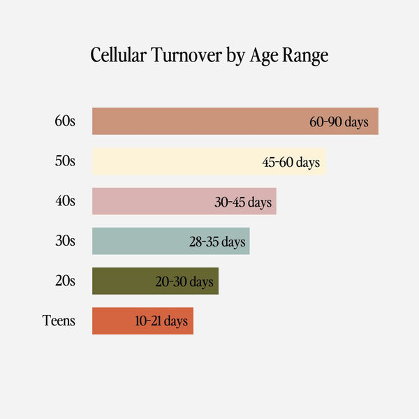chart of cellular turnover by age range