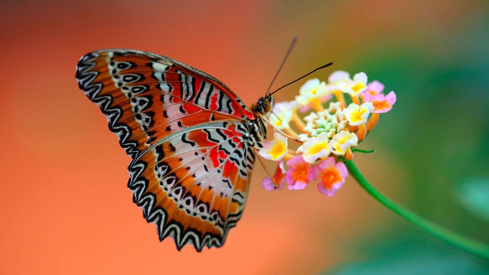 Super Oranje Vlinder op Bloem JX-71