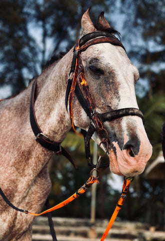 Whether you’re jumping or eventing, you need a bridle for your horse.