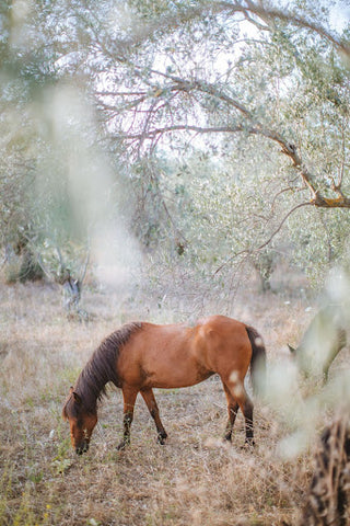 horse standing in a wooded area grazing