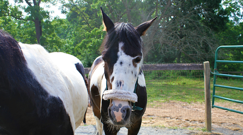 black and white horse next to another similarly patterned horse in a paddock looking towards the front