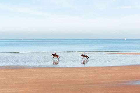horses on a beach in the water
