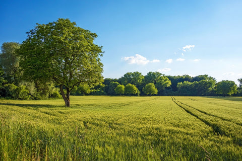 Green pasture