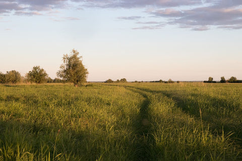 Field at sunset