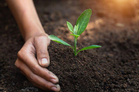 Person's hand in soil with plant