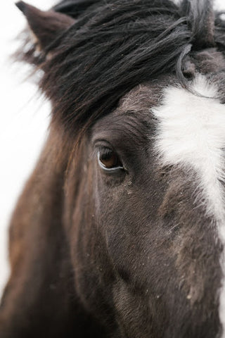 half of dark bay horse's face with a white stripe