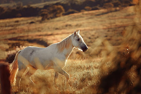full view of a flaxen white horse in a wheat field trotting towards the right