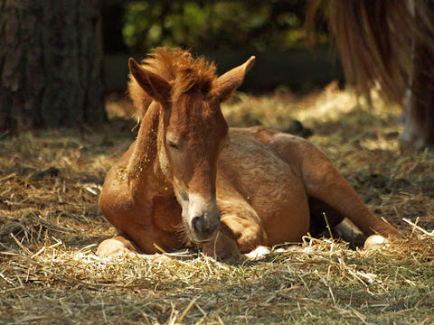 chestnut foal lying down in some hay in the woods