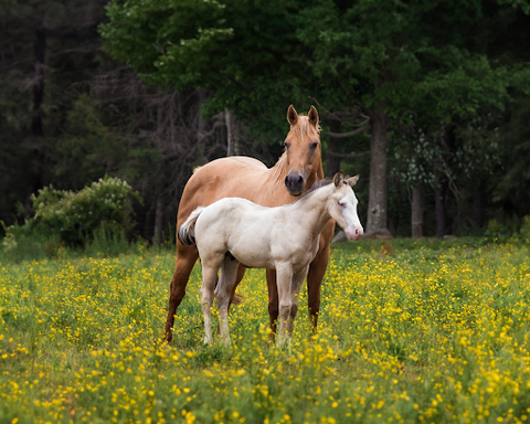 2 horses standing in a field of buttercups one larger with tan hair and one smaller baby with white hair