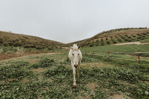 white horse in a green field with its head down walking towards the front