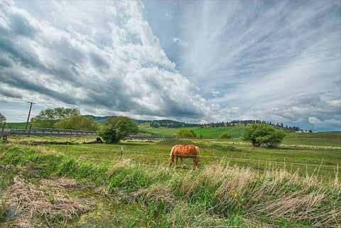 meadow field with horses grazing