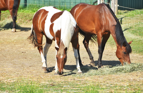 Two horses putting their nose into grass