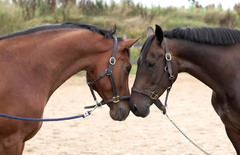 Two Horses Nose Touching